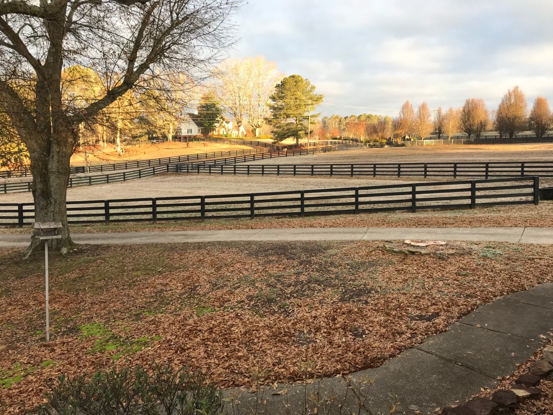 Hedgerow Solstice front yard